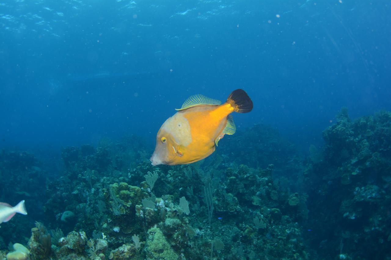 Seagrape Plantation Resort & Dive Center ウェスト・エンド エクステリア 写真