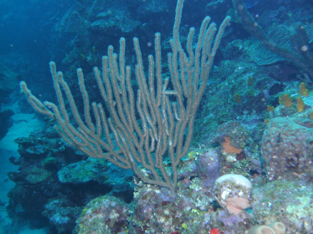 Seagrape Plantation Resort & Dive Center ウェスト・エンド エクステリア 写真