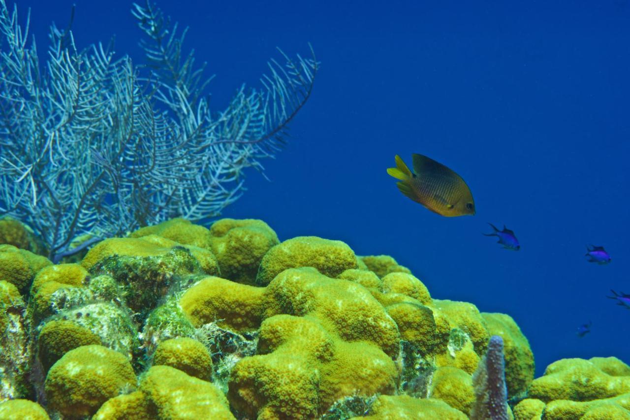 Seagrape Plantation Resort & Dive Center ウェスト・エンド エクステリア 写真